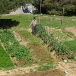 Οι Αγροσχολές Βριλησσού με το Δήμο Βριλησσίων κάνουν πράξη την Αστική Καλλιέργεια!